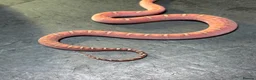 Corn Snake reptiles for sale: Corn snakes WOW AMAZING  - Advert 3