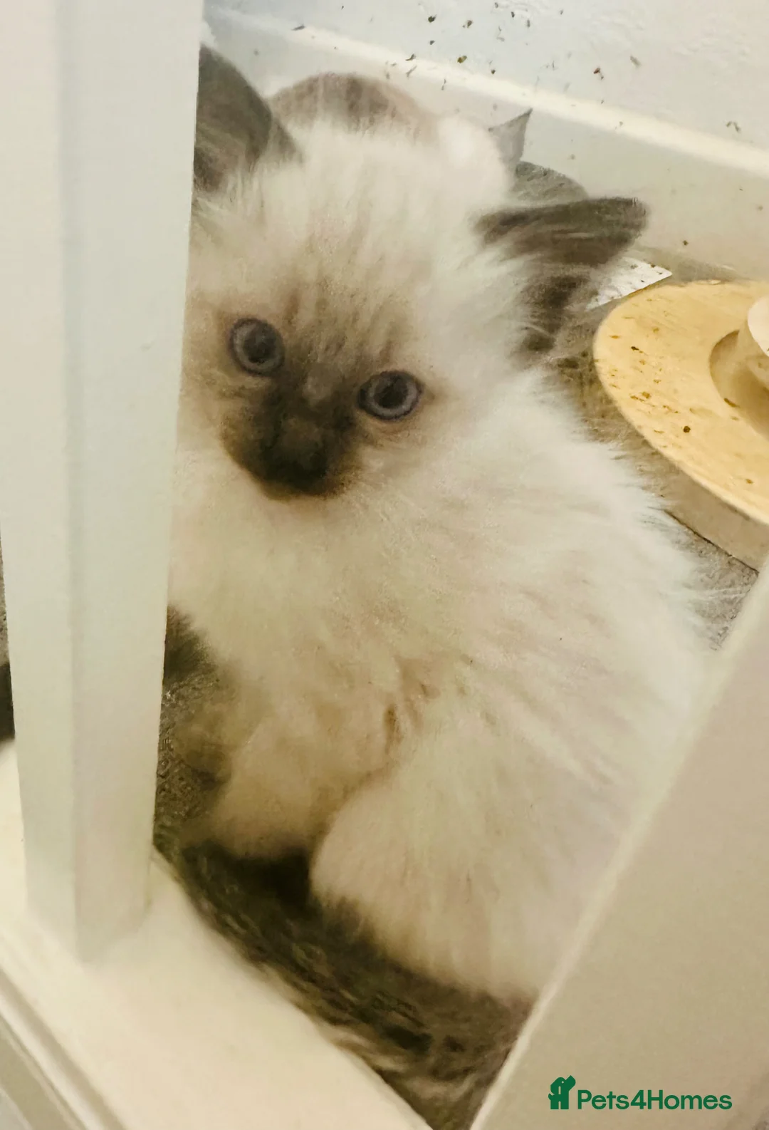 Mixed Breed cats for sale: Siamese X kittens - Advert 2