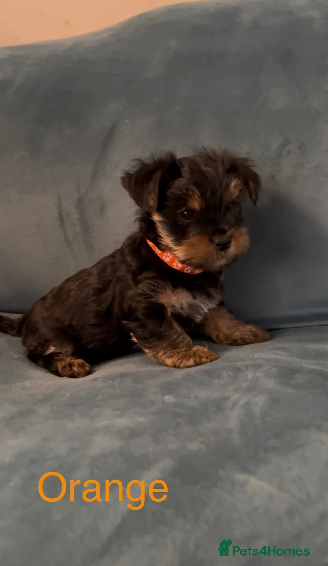 Yorkshire Terrier dogs for sale: READY NOW !! MINI YORKSHIRE TERRIERS FOR SALE - Advert 12