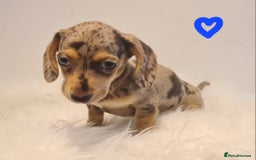 Miniature Dachshund dogs for sale: KC Daxi's health tested parents.READY - Image 5