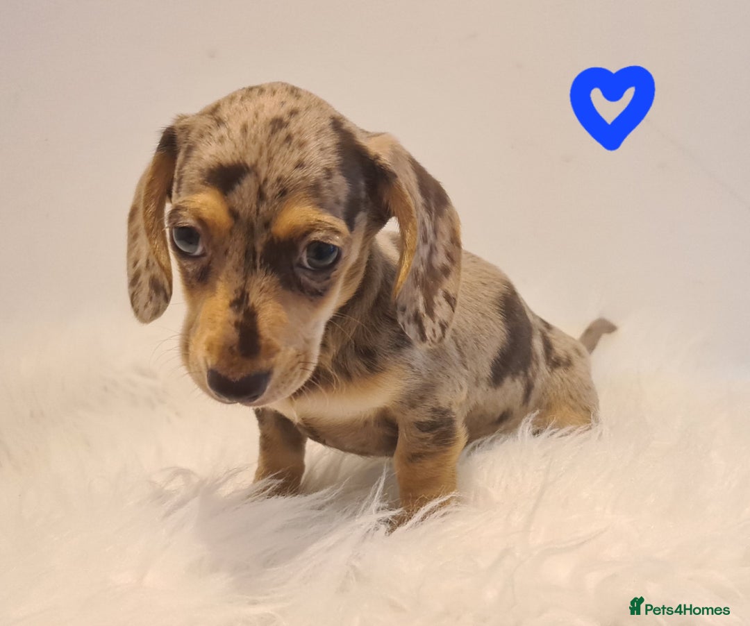 Miniature Dachshund dogs for sale: KC Daxi's health tested parents.READY - Image 5