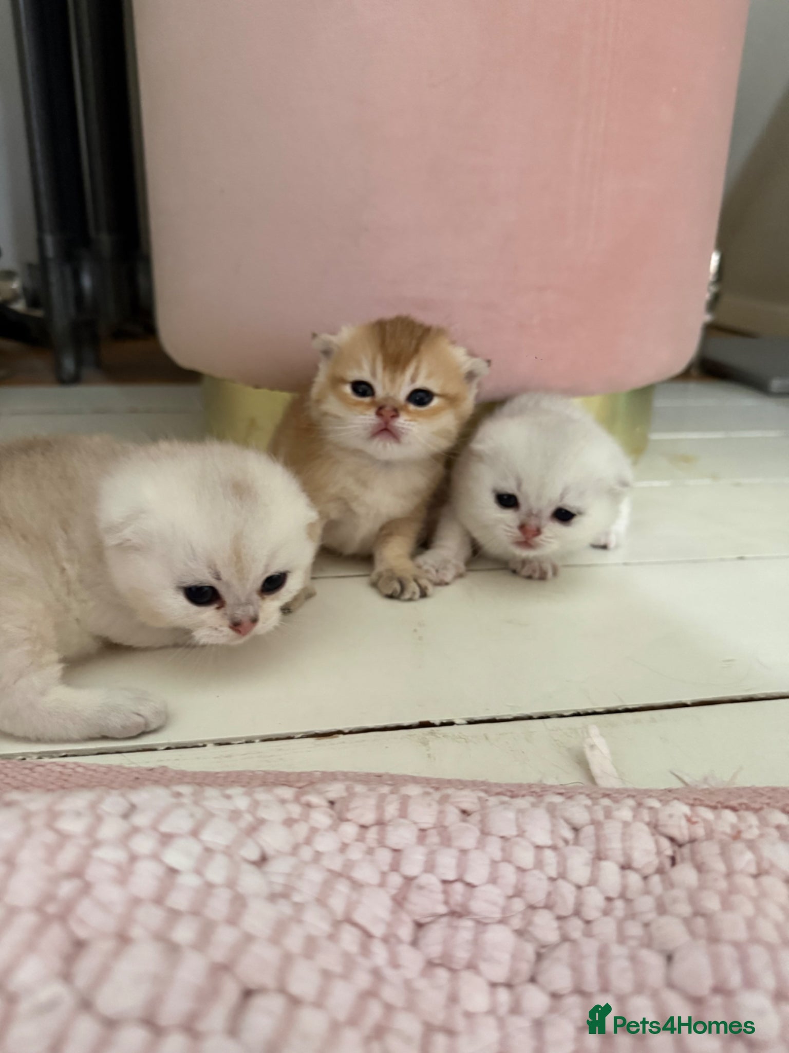 Scottish Fold cats ‼️READY TO RESERVE beautiful Scottish fold kittens - Advert 2