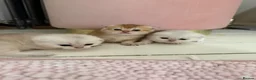 Scottish Fold cats for sale: ‼️READY TO RESERVE beautiful Scottish fold kittens - Advert 1