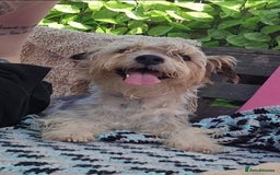Mixed Breed dogs for sale: Reluctant Sale Jack Russle terrior  - Image 2