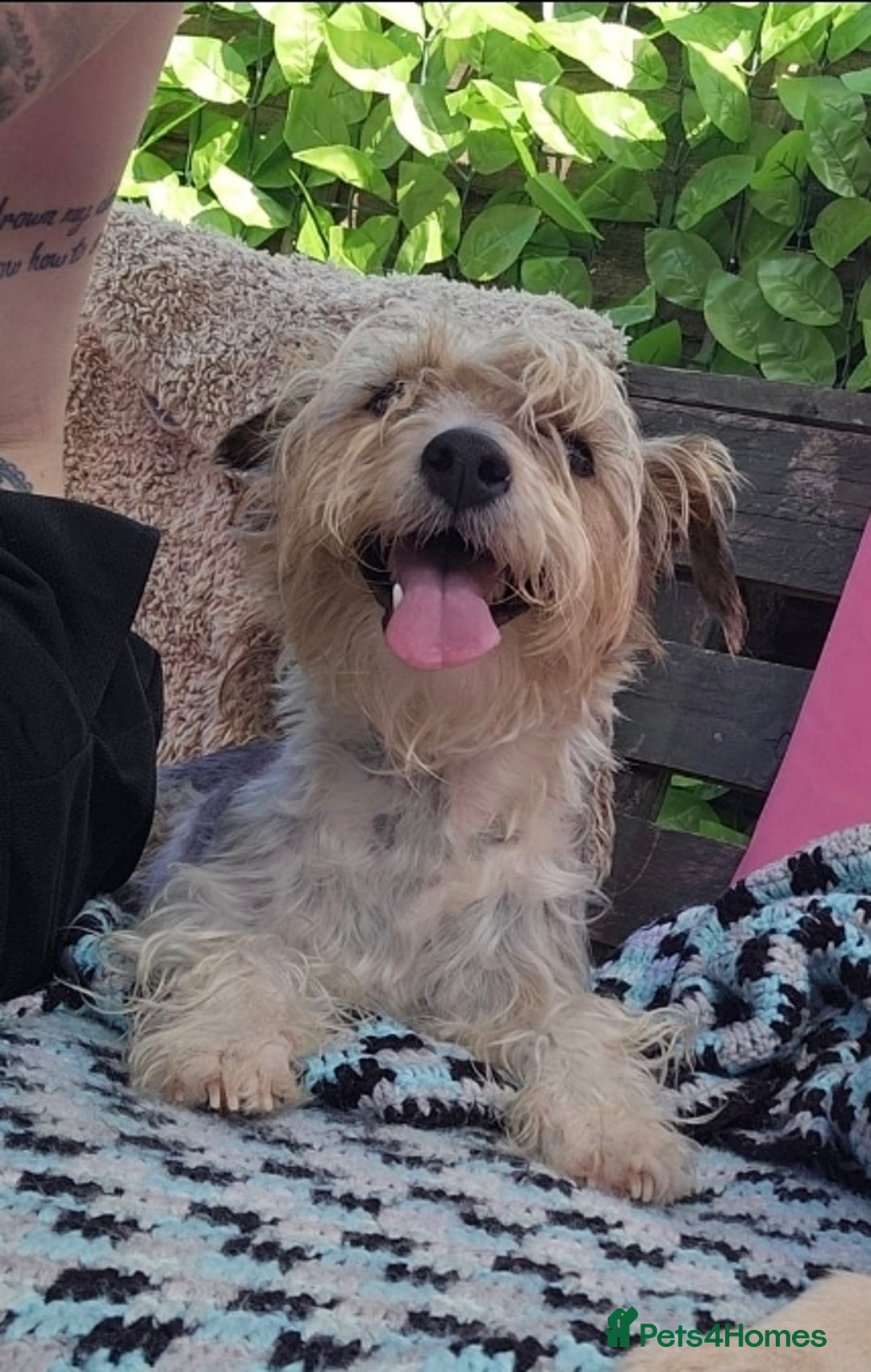 Mixed Breed dogs for sale: Reluctant Sale Jack Russle terrior  - Image 2