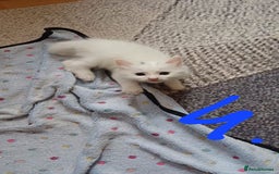 Turkish Angora cats for sale: Kitten 😺  - Image 4