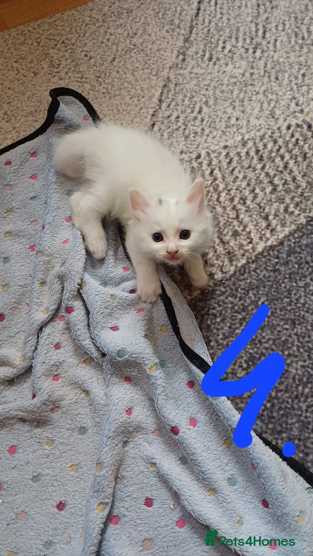 Turkish Angora cats for sale: Kitten 😺  - Image 4