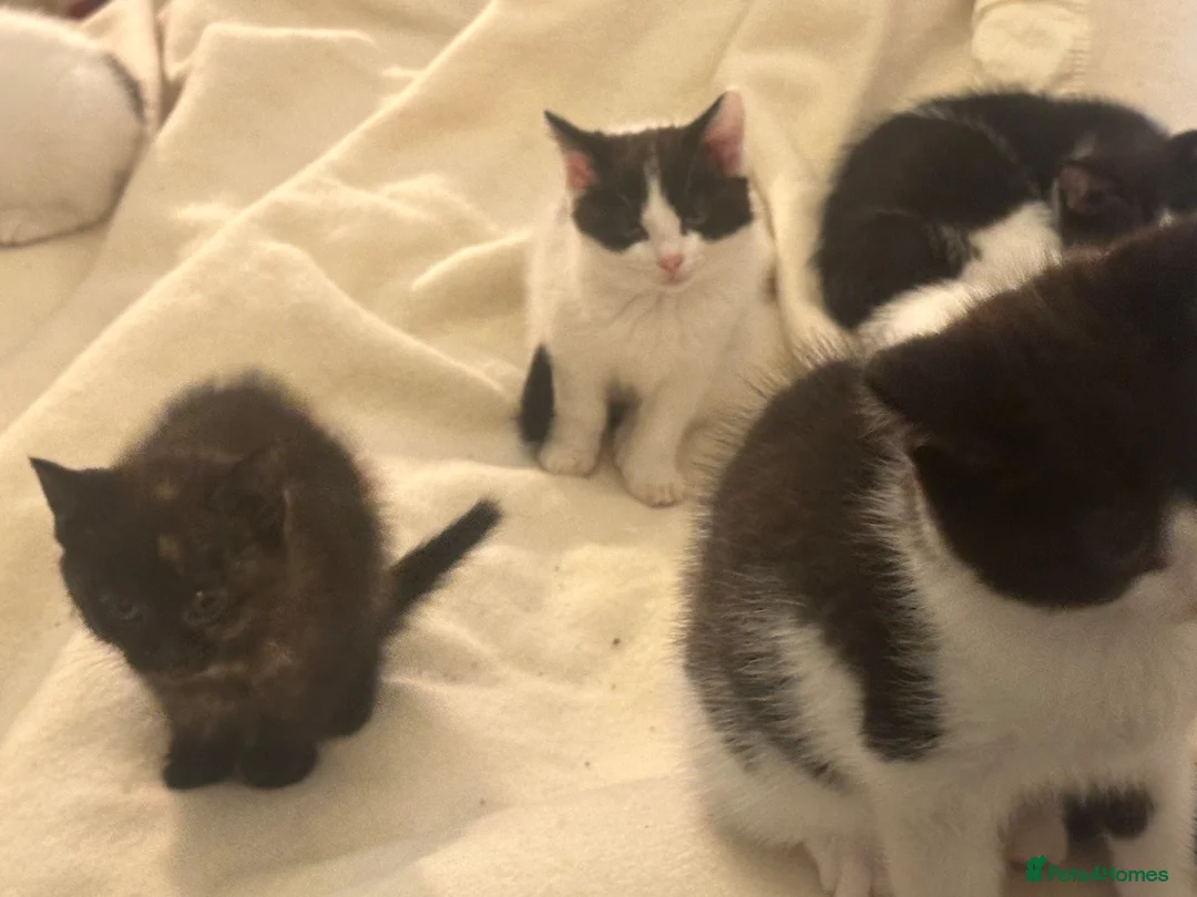 Mixed Breed cats for sale: 2 gorgeous litters Ragdoll cross British longhair  - Advert 1