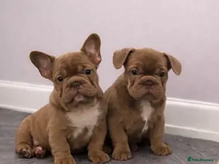 French Bulldog dogs Ready now - Beautiful Micro frenchie litter - Advert 10