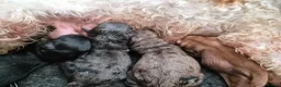 Cavapoo dogs for sale: F2 Cavapoo pups. DNA Health tested parents.  - Advert 3