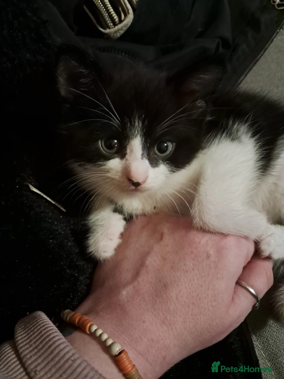 Mixed Breed cats for sale: Beautiful litter of 3 kittens - Advert 3