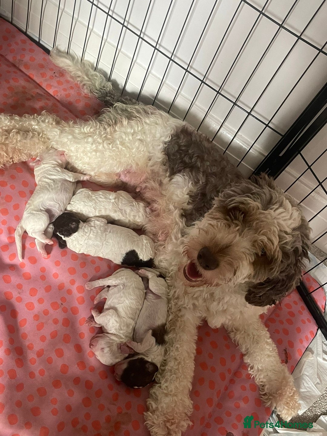 Cockapoo dogs for sale: 2 very happy boys avalible  - Image 3