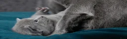 Russian Blue cats for sale: Pure Russian Blue male kitten  - Advert 4
