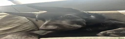 Mixed Breed dogs for sale: 6 month old Belgian malinois x German shepherd  - Advert 3
