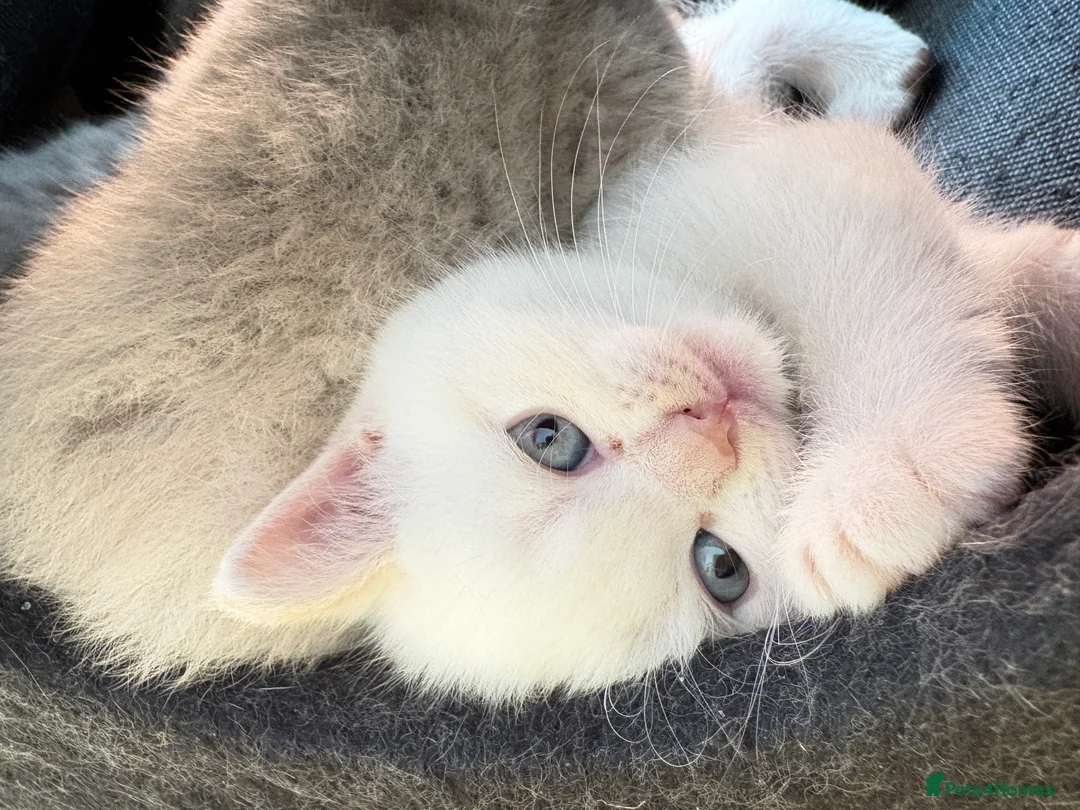 British Shorthair cats for sale: Stunning BSH Colourpoint Kitten GCCF Registered - Advert 21