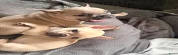 French Bulldog dogs for sale: Beautiful KC Registered French Bulldog Puppies 🐾 - Advert 11