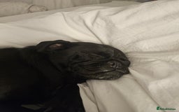Pug dogs for sale: Reluctant Rehoming  - Image 3