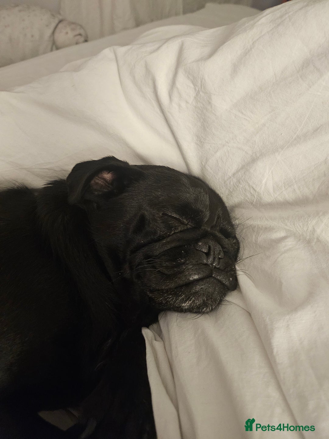 Pug dogs for sale: Reluctant Rehoming  - Image 3