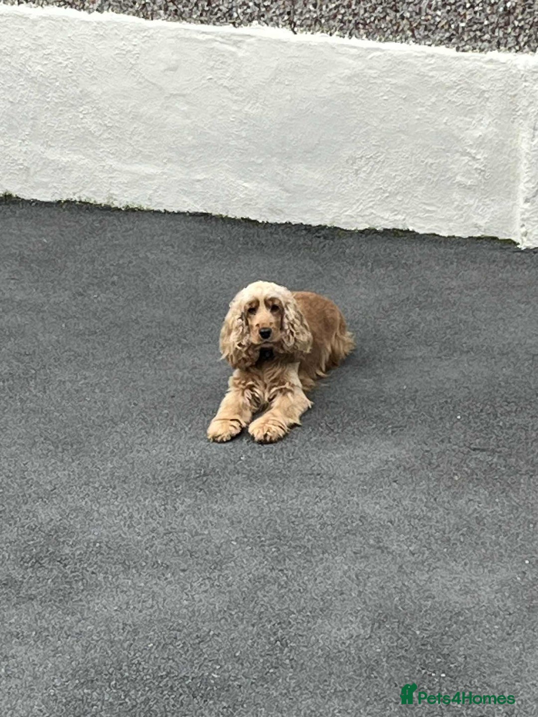 Cocker Spaniel dogs for sale: Show cocker spaniels - Advert 5