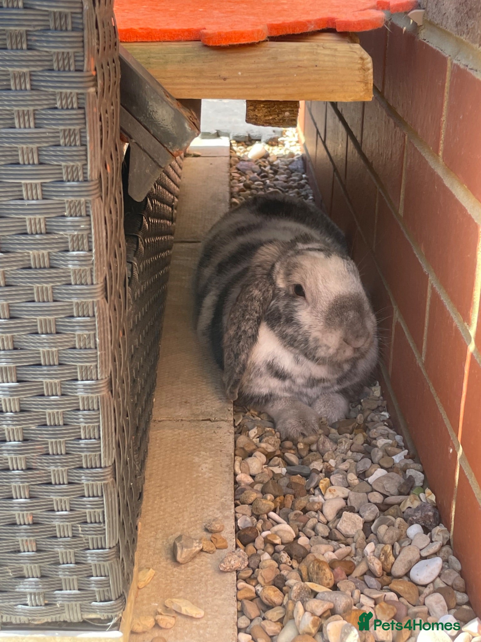 Dwarf Lop rabbits Jasper, younge rabbit needs a good home asap - Advert 1