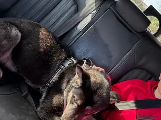 Mixed Breed dogs 5 month old husky mix Loki 💙 - Advert 10