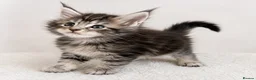 Maine Coon cats for stud: GCCF & TICA Blue Silver Mackerel Tabby - Advert 8