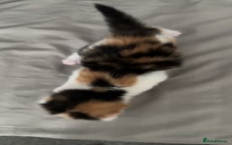 Mixed Breed cats for sale: 3 beautiful kittens available  - Image 3