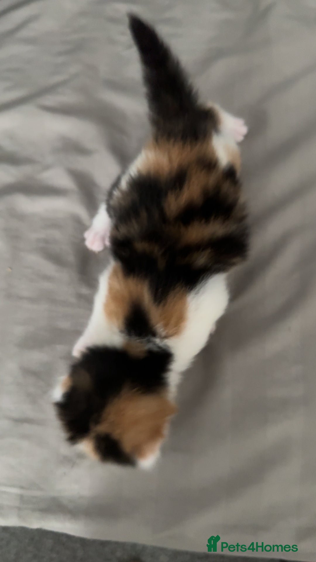 Mixed Breed cats for sale: 3 beautiful kittens available  - Image 3