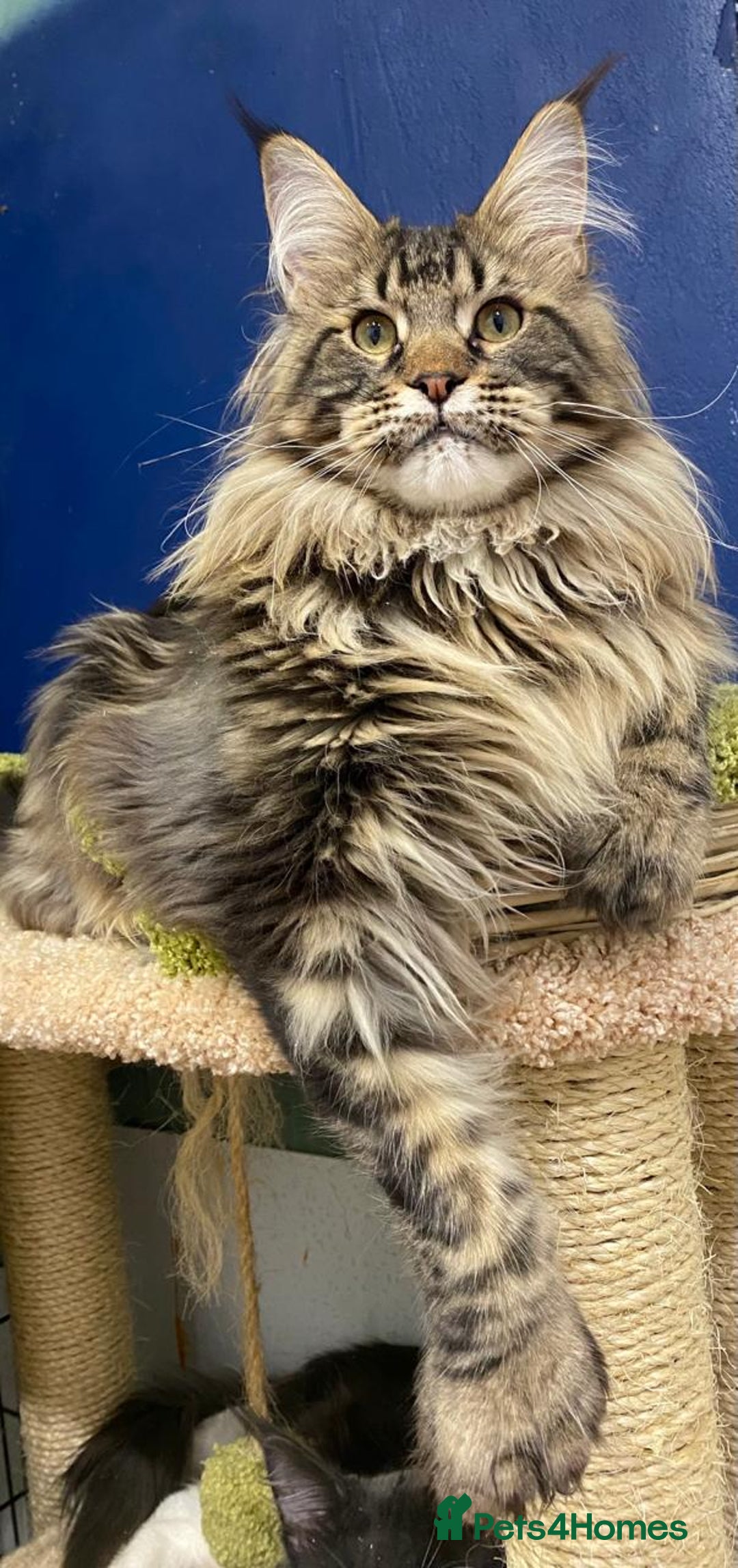 Maine Coon cats for sale: XL maine coon kittens Russia bloodlines Ready Now in Spalding - Image 3