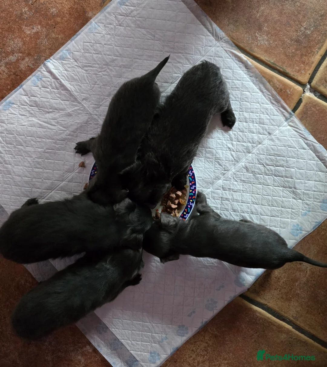 Chipoo dogs for sale: Chipoo in Widnes - Advert 2