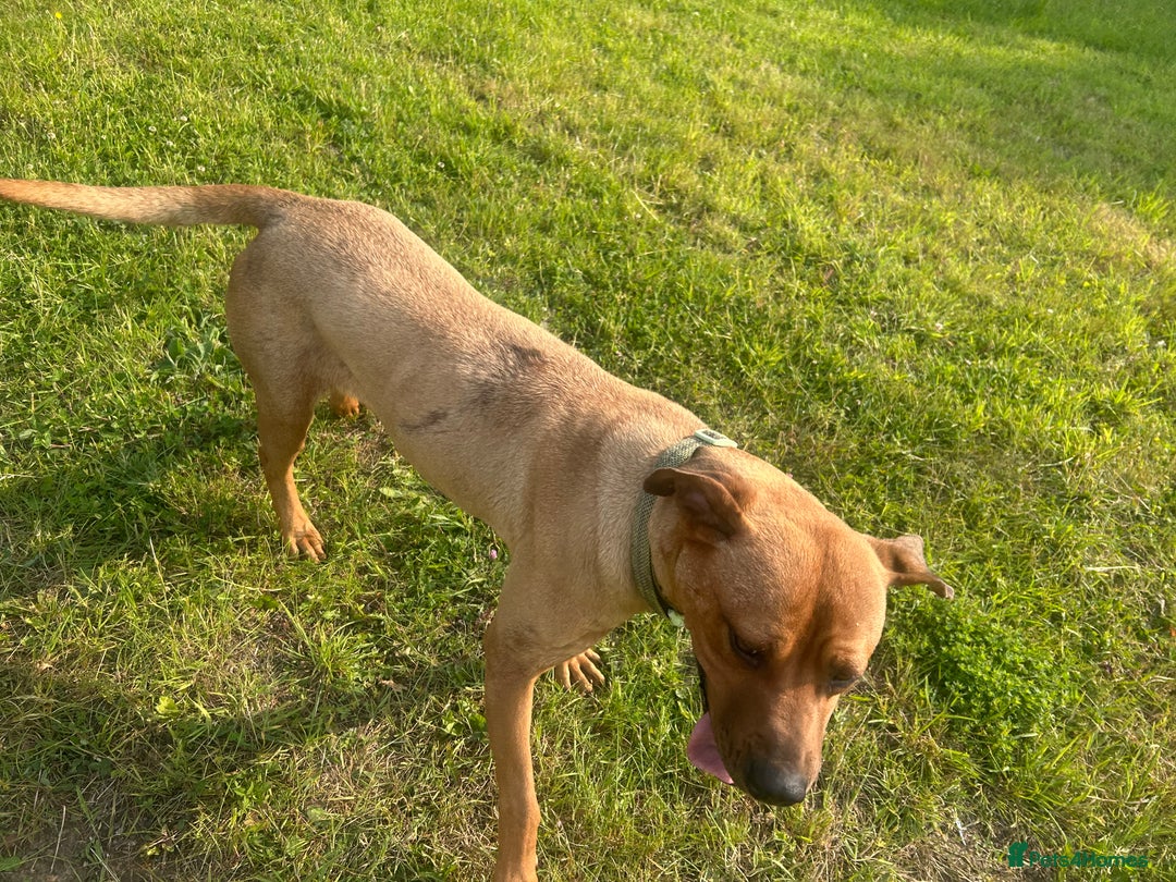 Rhodesian Ridgeback dogs for sale: Lady  - Image 3