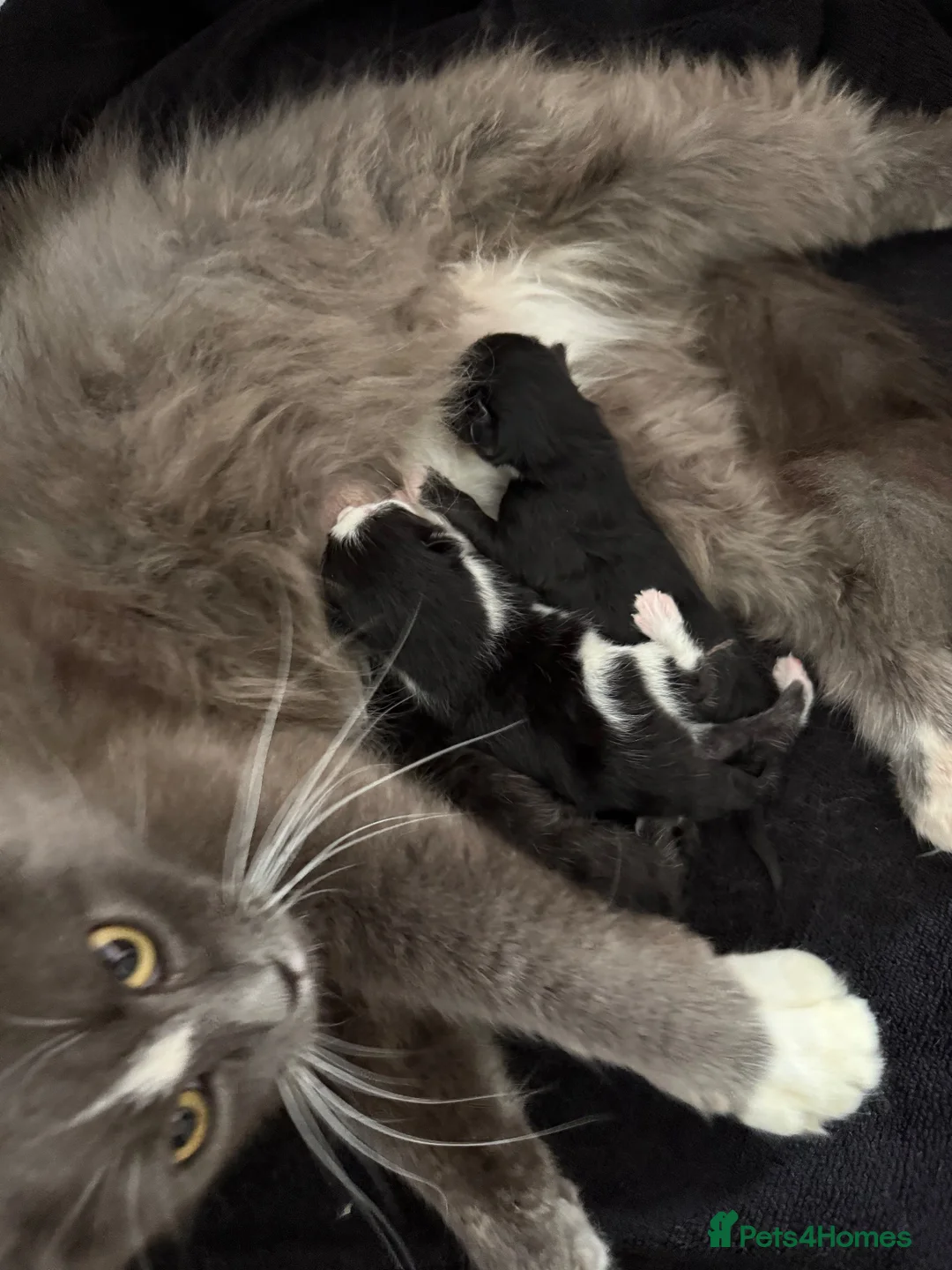 Mixed Breed cats for sale: Black and white kittens  - Advert 1