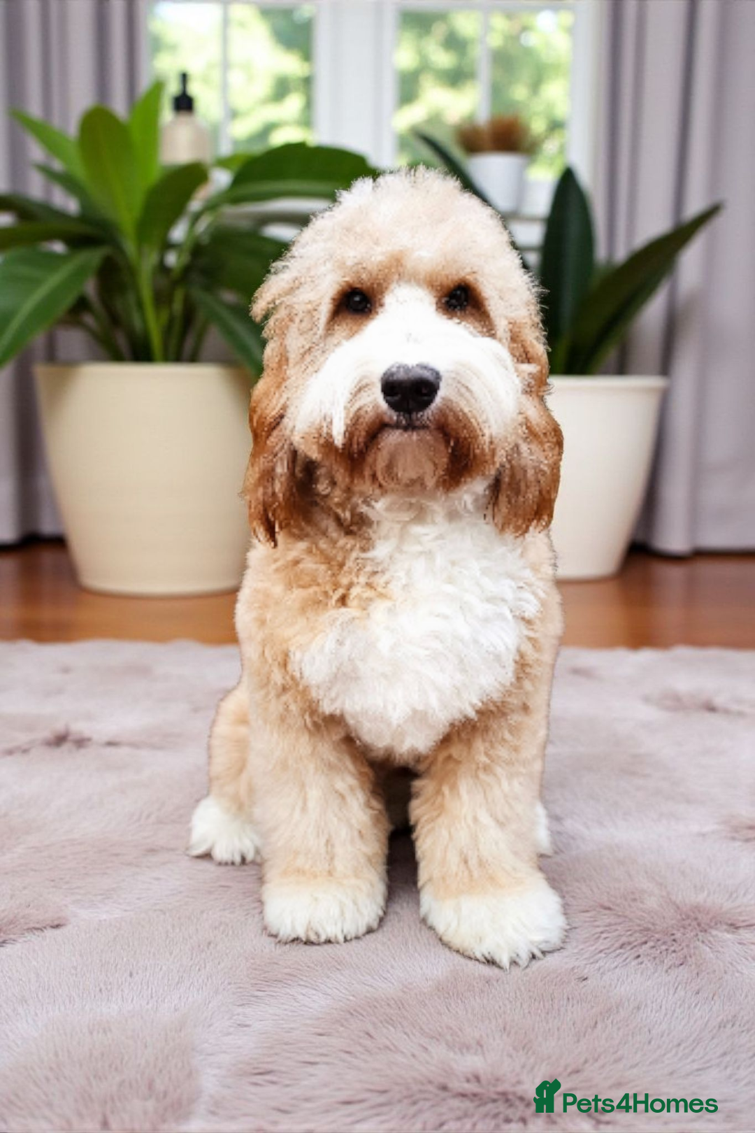 Cockapoo dogs for stud: Hip 0/0🌟 Elbow 0/0🌟 Australian Labradoodle - Advert 16