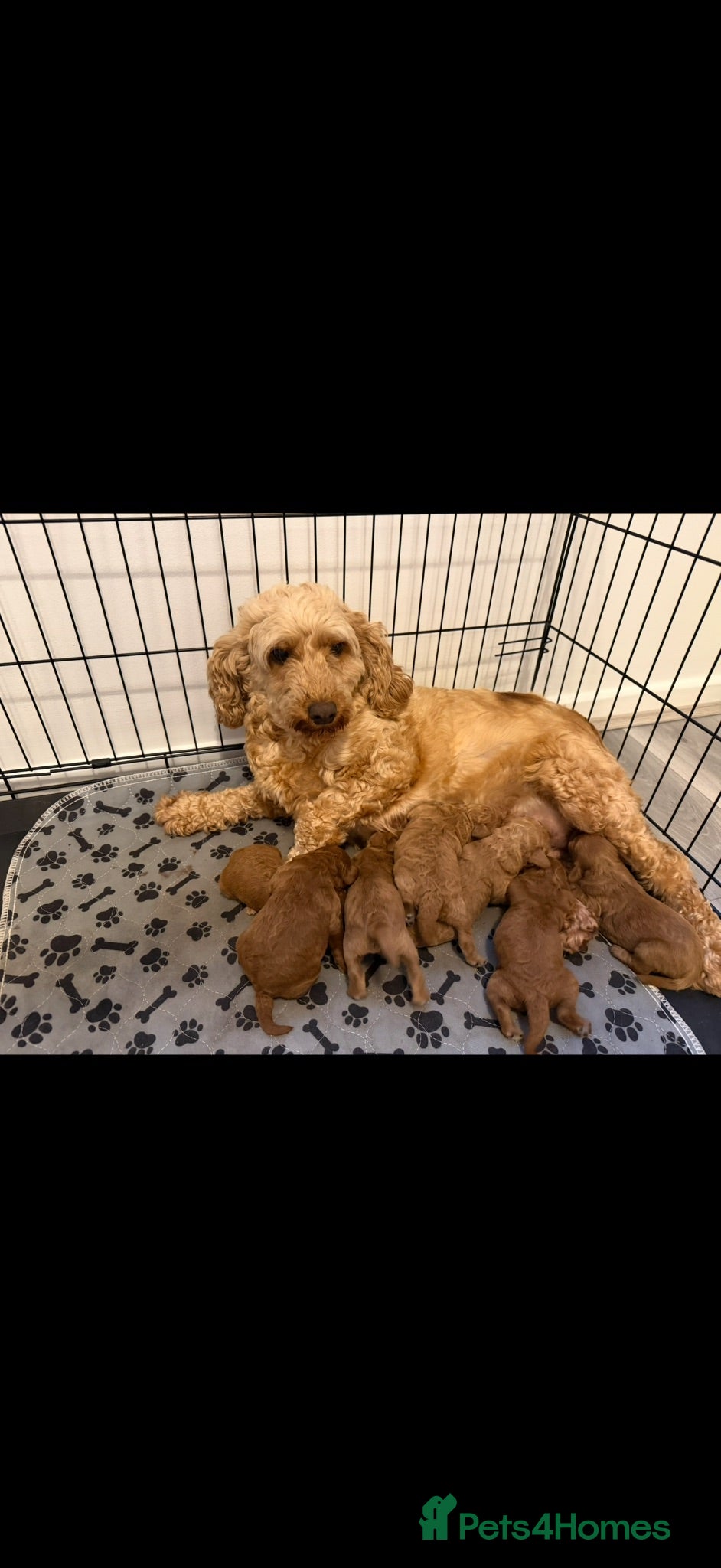 Cockapoo dogs F1b cockapoos  - Advert 1