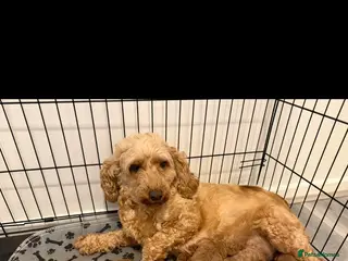 Cockapoo dogs F1b cockapoos - Advert 1