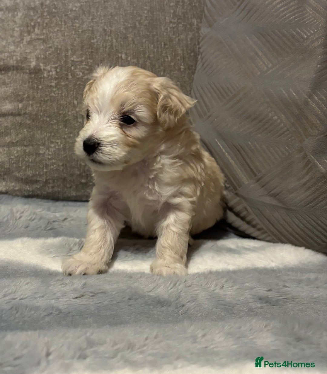 Maltipoo dogs for sale: Beautiful little maltipoo  - Advert 24