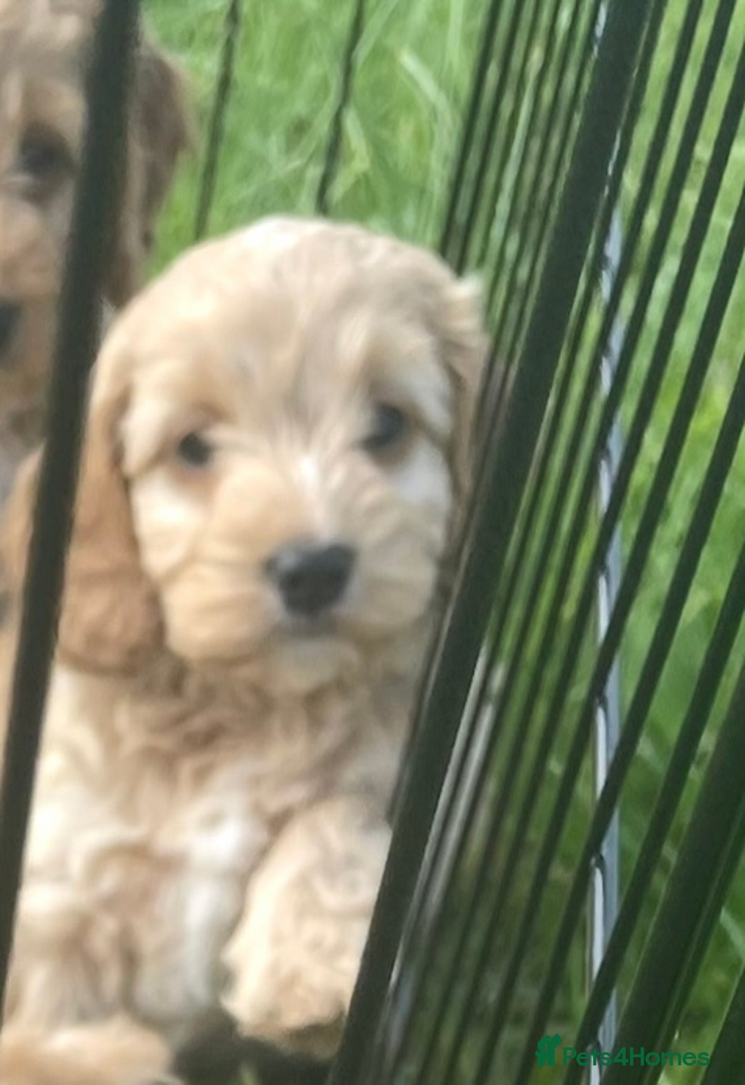 Cockapoo dogs for sale: Health Tested parents Cockapoo puppies - Image 9