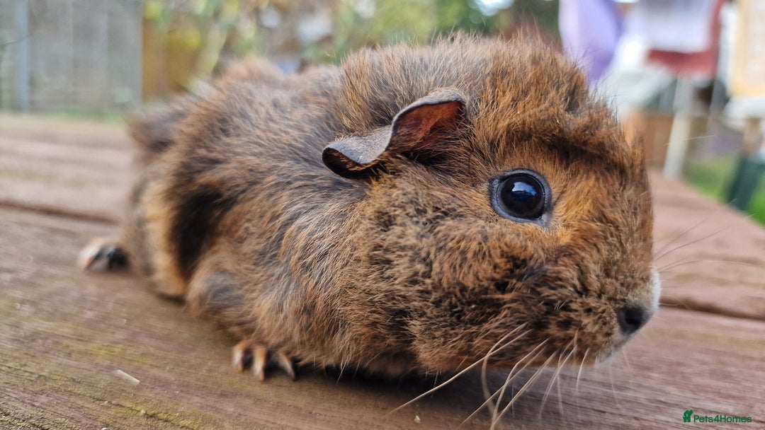 Guinea Pig rodents for sale: 2Female (mum and daughter) + Male Guinea pigs Ip3  - Advert 12
