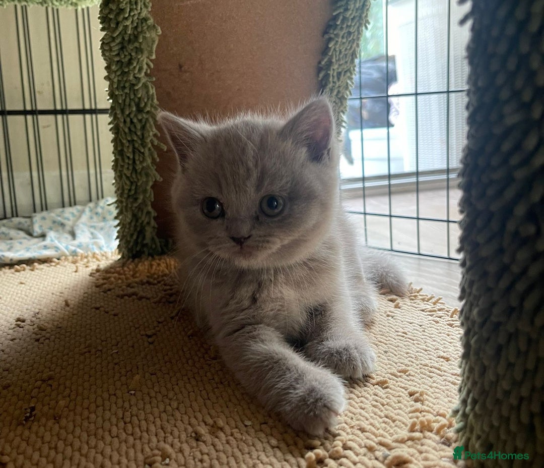 British Shorthair cats for sale: Pure british  shorthair  kittens  - Image 17