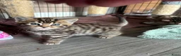 Mixed Breed cats for sale: Female Tabby kitten  - Advert 5
