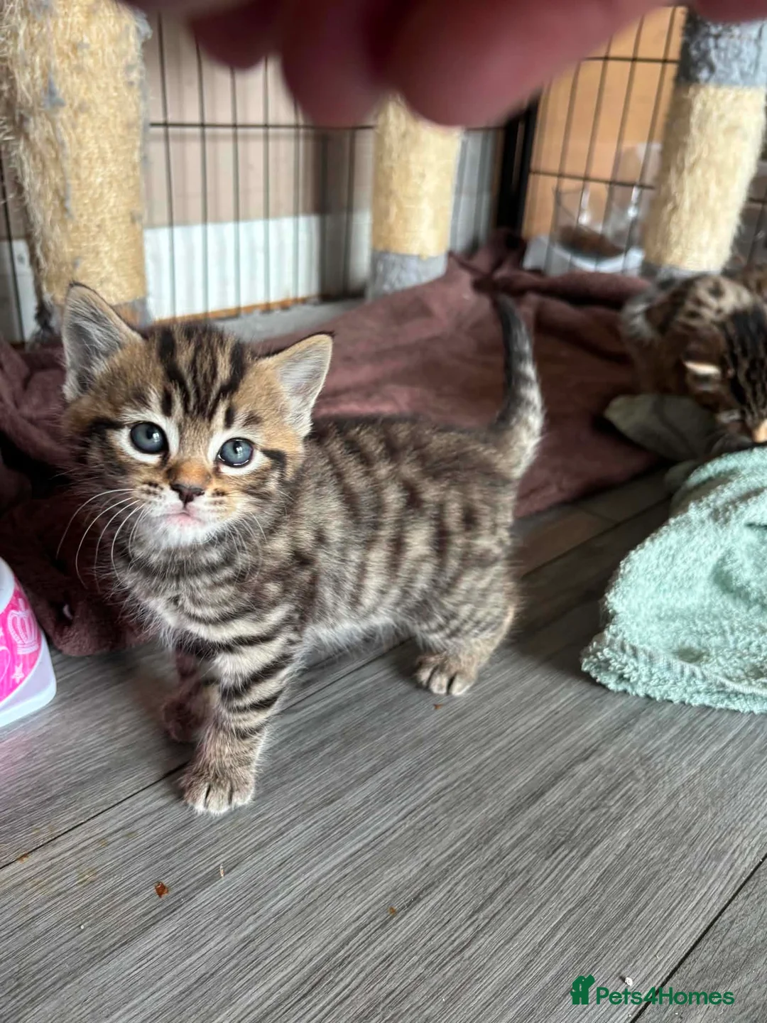 Mixed Breed cats for sale: Female Tabby kitten  - Advert 5