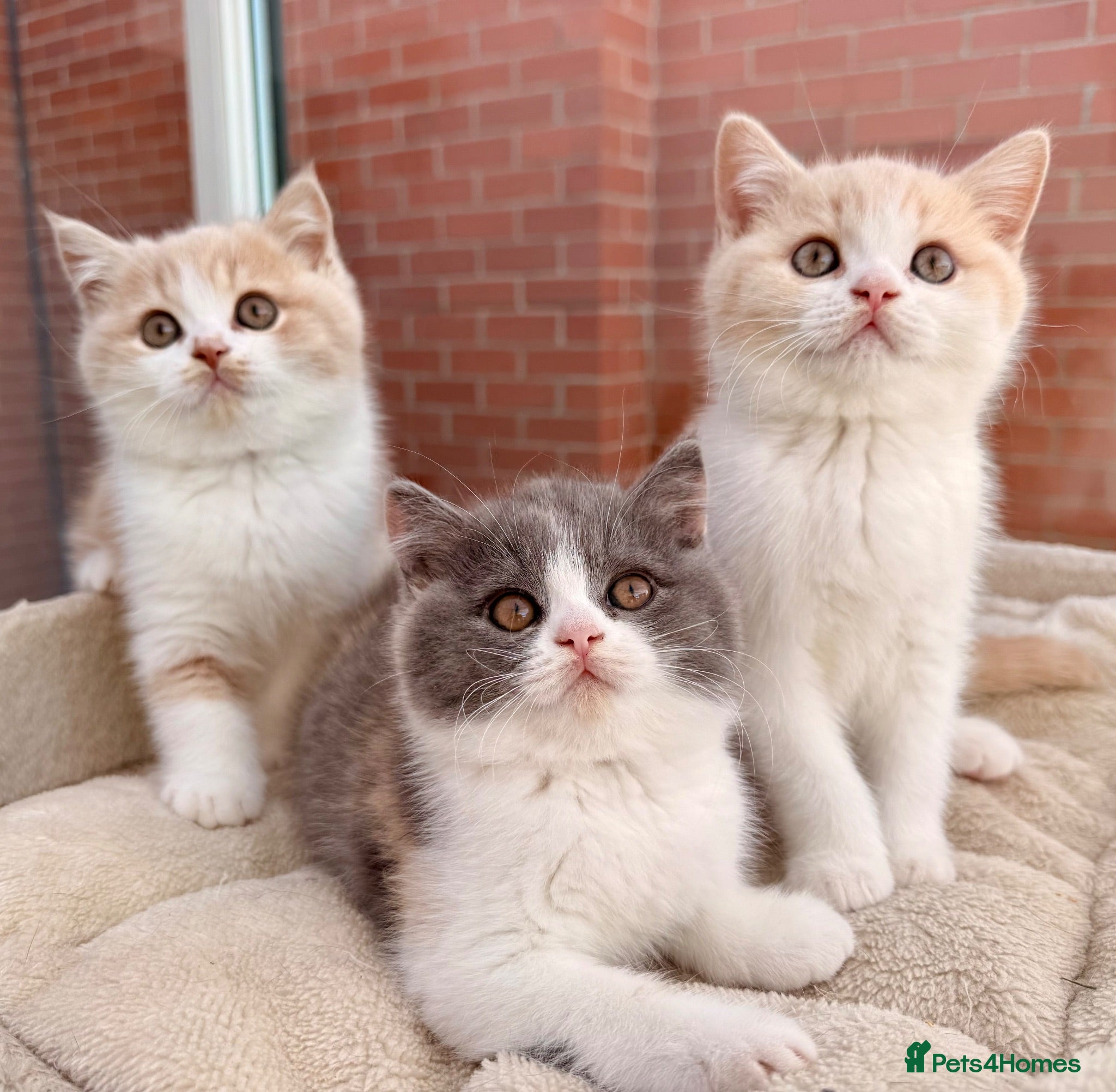 British Shorthair cats British Shorthair & Longhair Kittens GCCF Reg - Advert 16