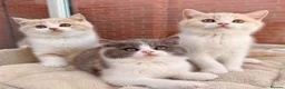 British Shorthair cats for sale: Stunning GCCF British Shorthair Cream Bicolour Boy - Advert 10