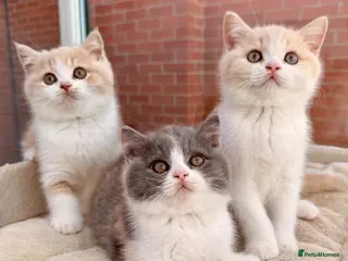 British Shorthair cats British Shorthair & Longhair Kittens GCCF Reg - Advert 16