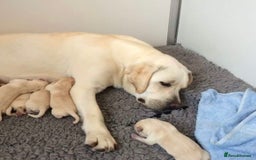Labrador Retriever dogs for sale: READY NOW - Beautiful Show Type Labrador Puppies - Image 4