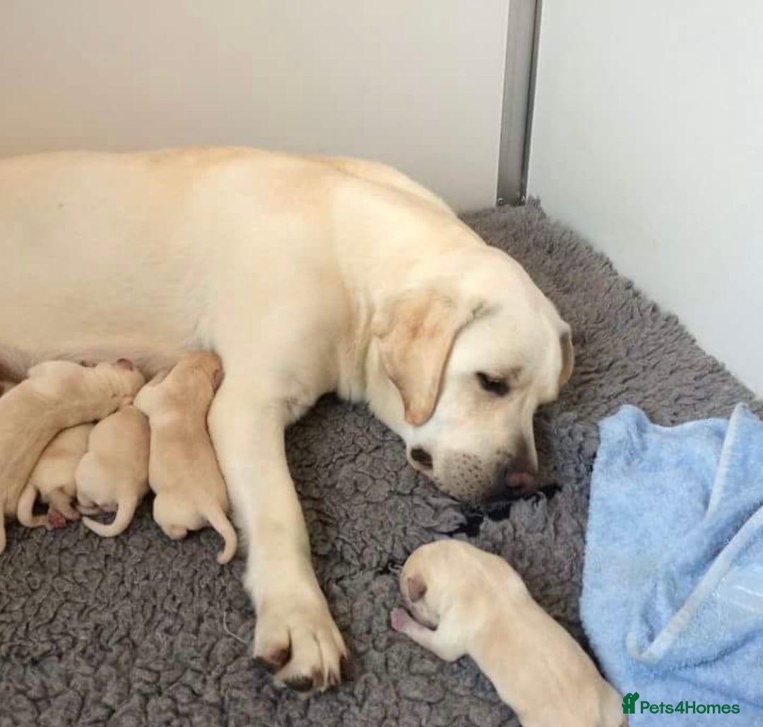 Labrador Retriever dogs for sale: READY NOW - Beautiful Show Type Labrador Puppies - Image 4