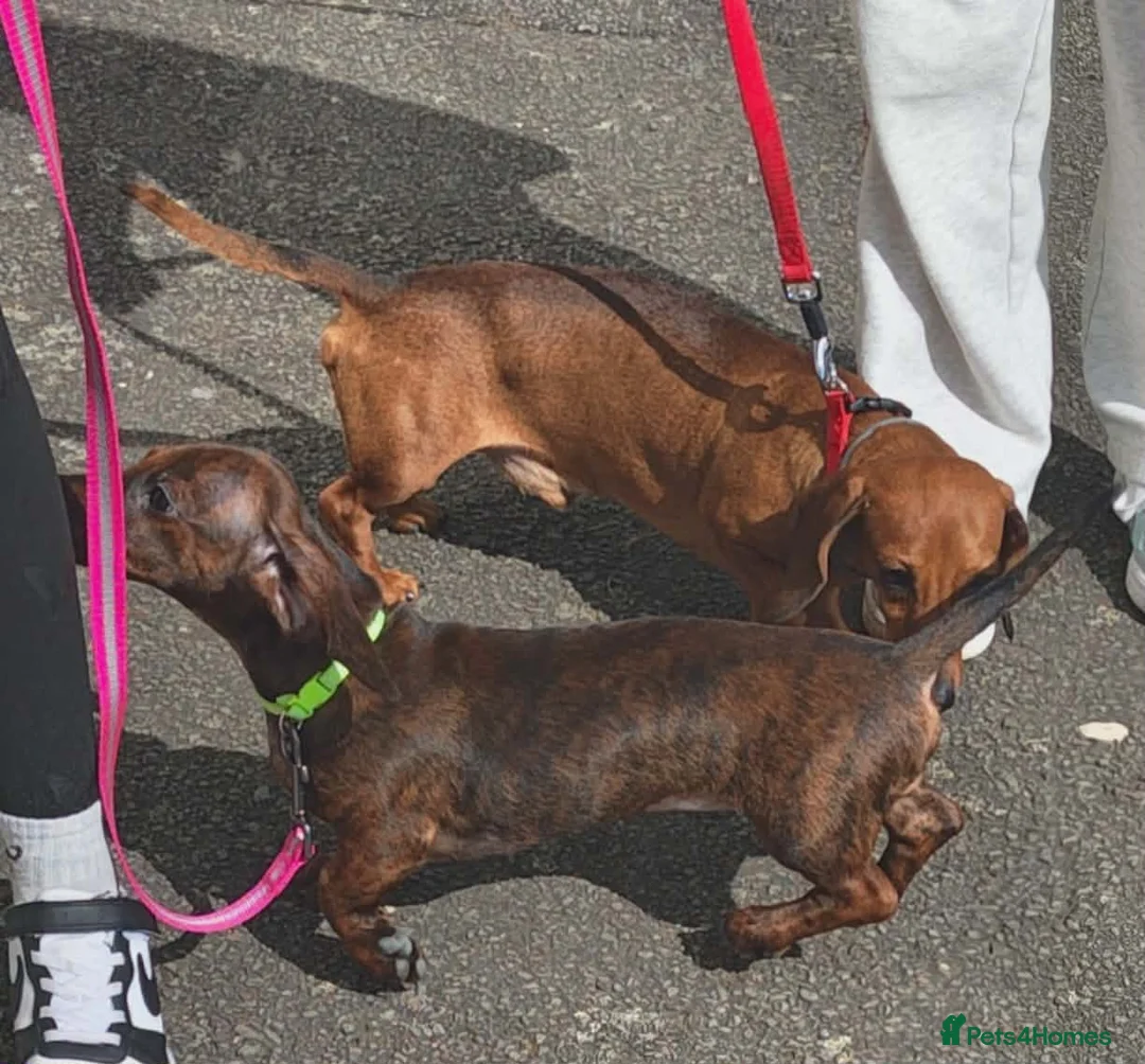 Miniature Dachshund dogs for sale: Miniature dachshund baby  - Advert 5