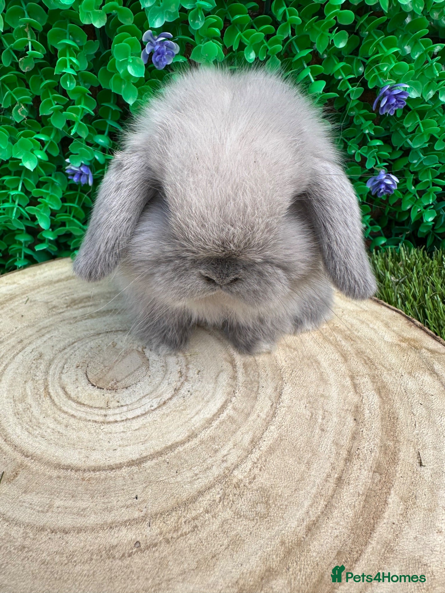 Mini Lop rabbits Beautiful purebred mini lops ready now 😍 - Advert 1