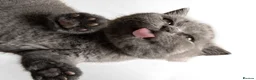 British Shorthair cats for sale: Blue Male British Shorthair – Ready to Leave - Advert 1