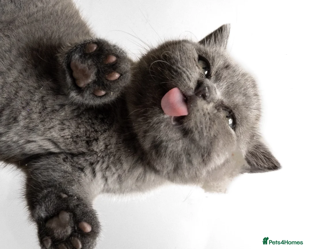 British Shorthair cats for sale: Blue Male British Shorthair – Ready to Leave - Advert 1